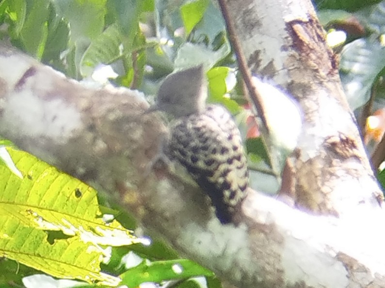 Gray-and-buff Woodpecker - Lars Mannzen