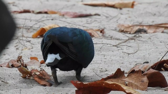 Nicobar Pigeon - ML615778647