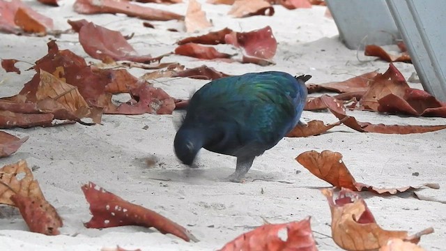 Nicobar Pigeon - ML615778648