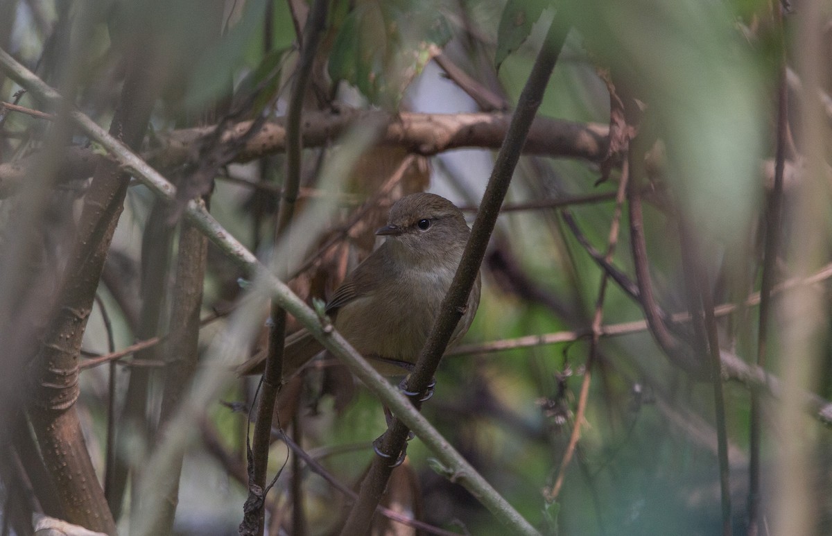 Brownish-flanked Bush Warbler - ML615778665