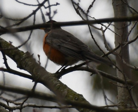 American Robin (migratorius Group) - ML615778768