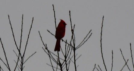 Northern Cardinal (Common) - ML615778772