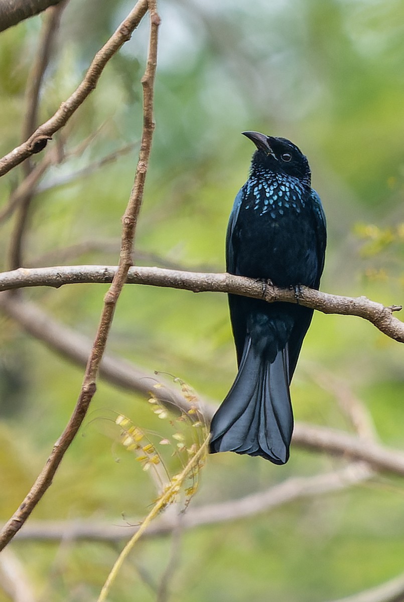 Hair-crested Drongo - ML615778784