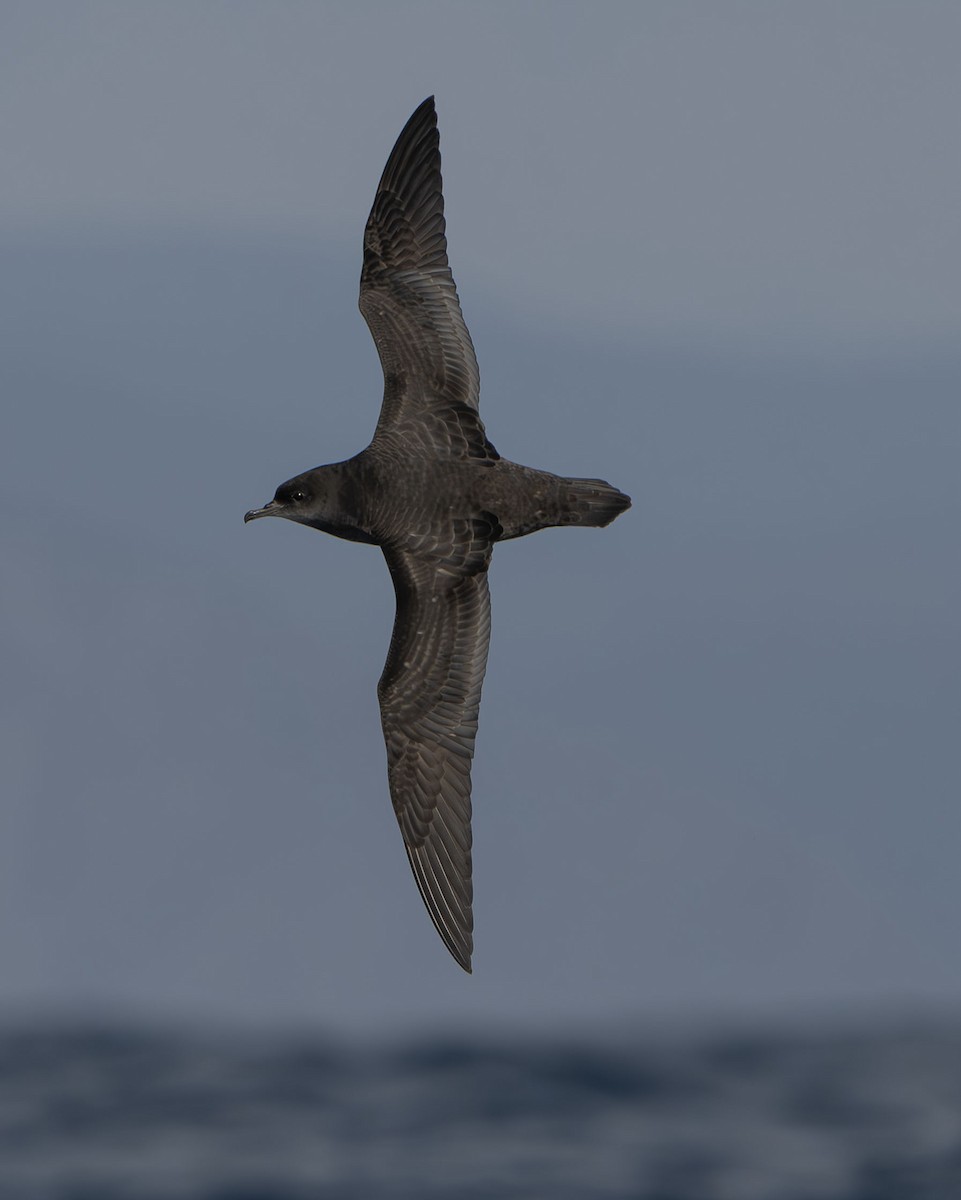 Short-tailed Shearwater - Philip Griffin