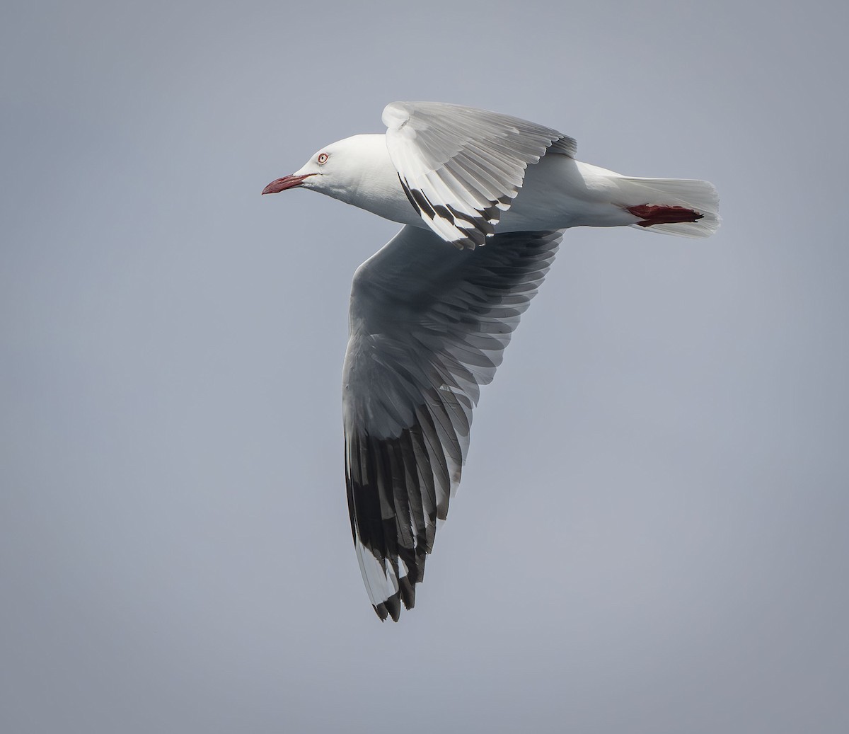 Gaviota Plateada - ML615778865