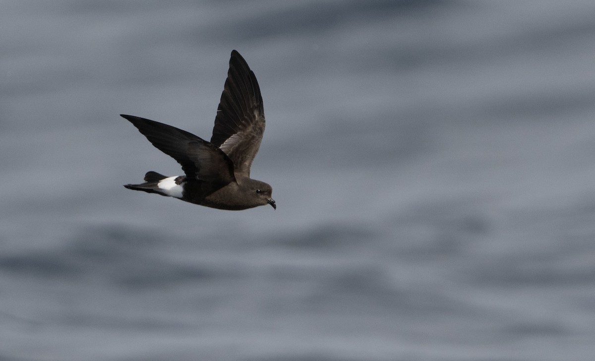 Wilson's Storm-Petrel - ML615778915