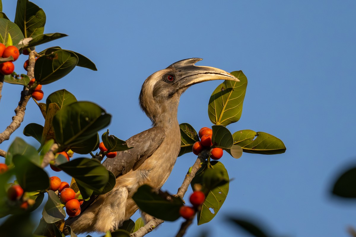 Indian Gray Hornbill - ML615778954