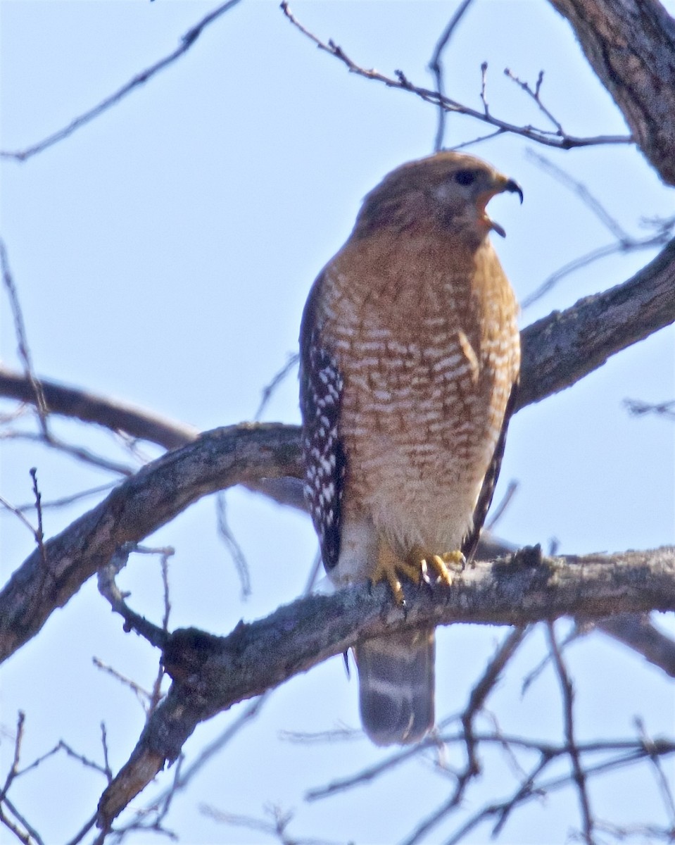 Red-shouldered Hawk - ML615778959