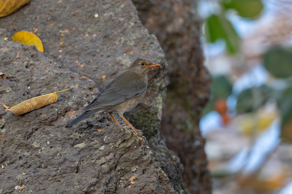 Indian Blackbird - ML615778971