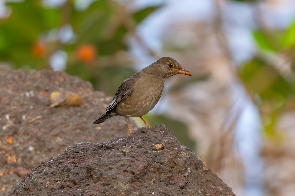 Indian Blackbird - ML615778972