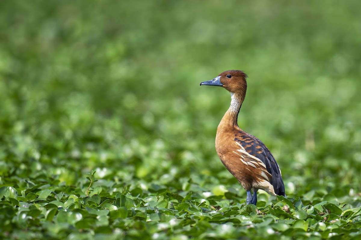 Fulvous Whistling-Duck - ML615779008