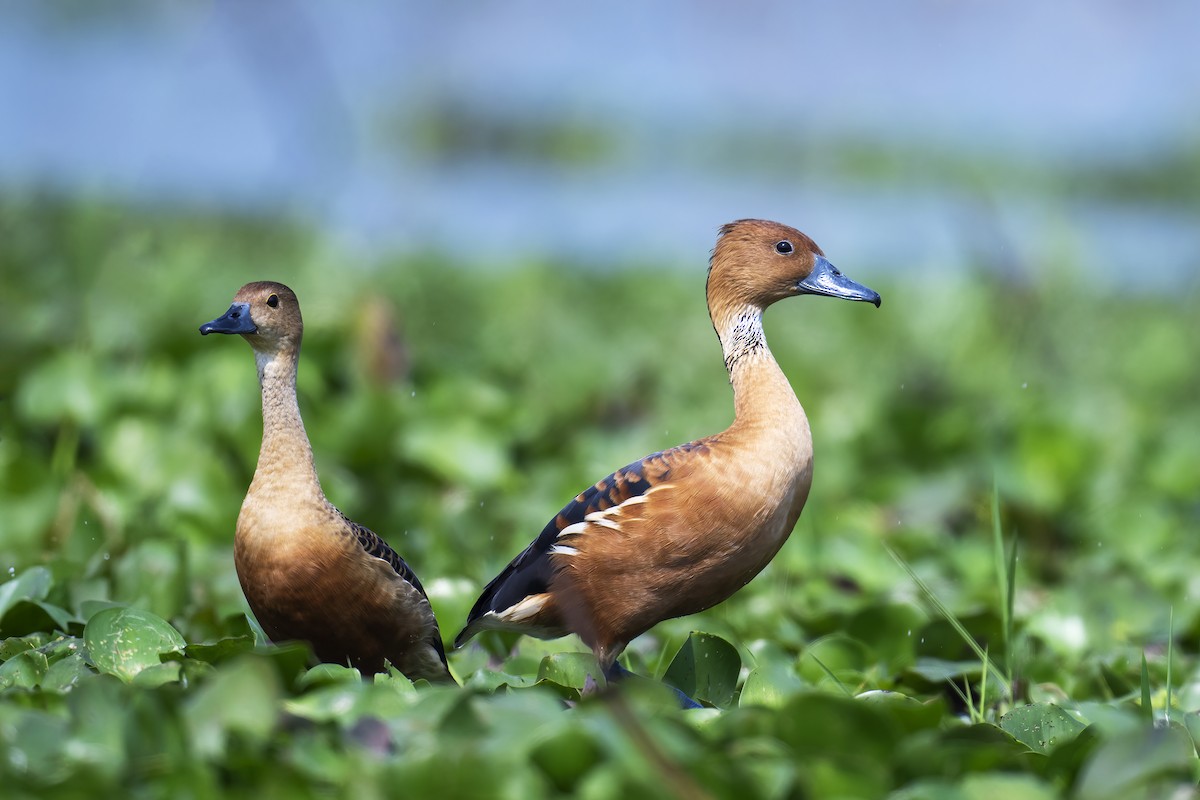 Fulvous Whistling-Duck - ML615779010