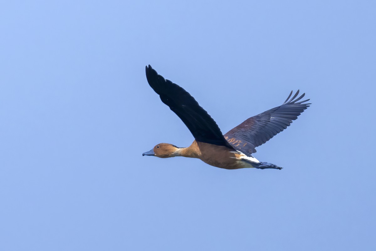 Fulvous Whistling-Duck - ML615779011
