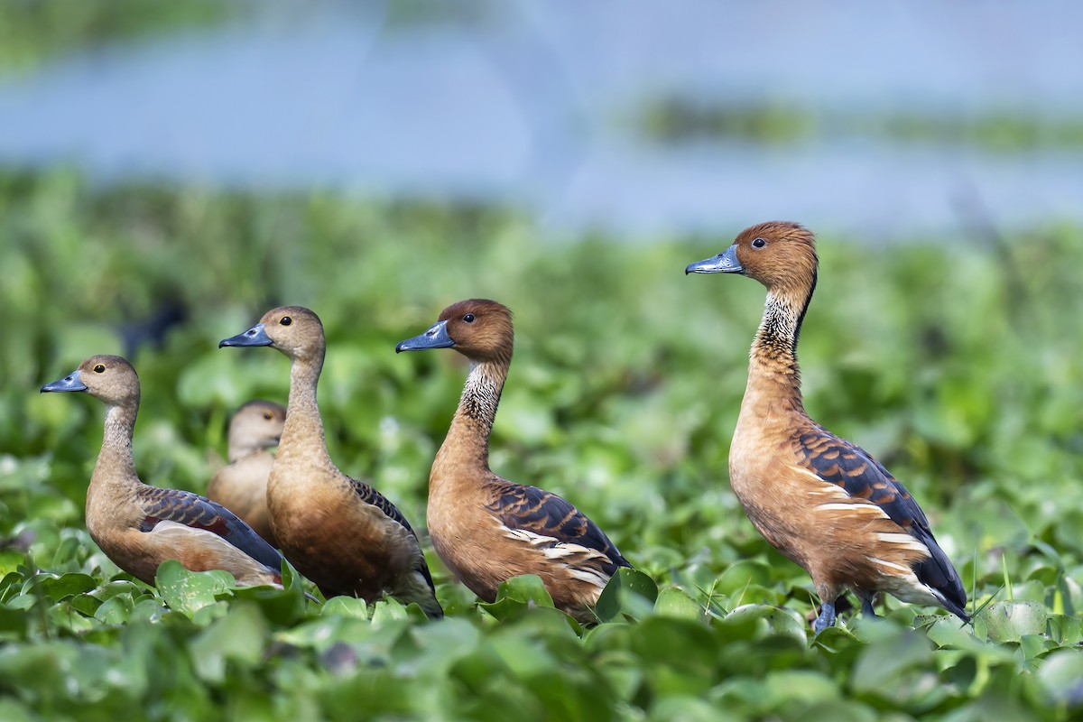 Fulvous Whistling-Duck - ML615779012