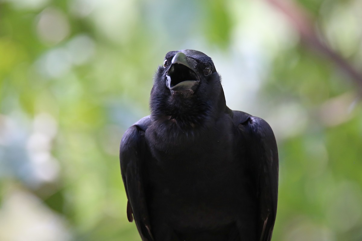 Large-billed Crow - ML615779017