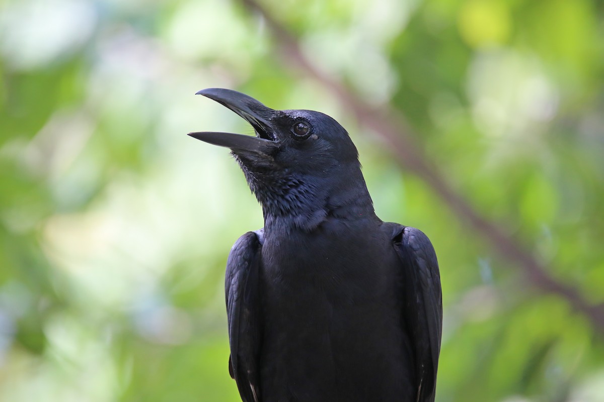 Large-billed Crow - ML615779018