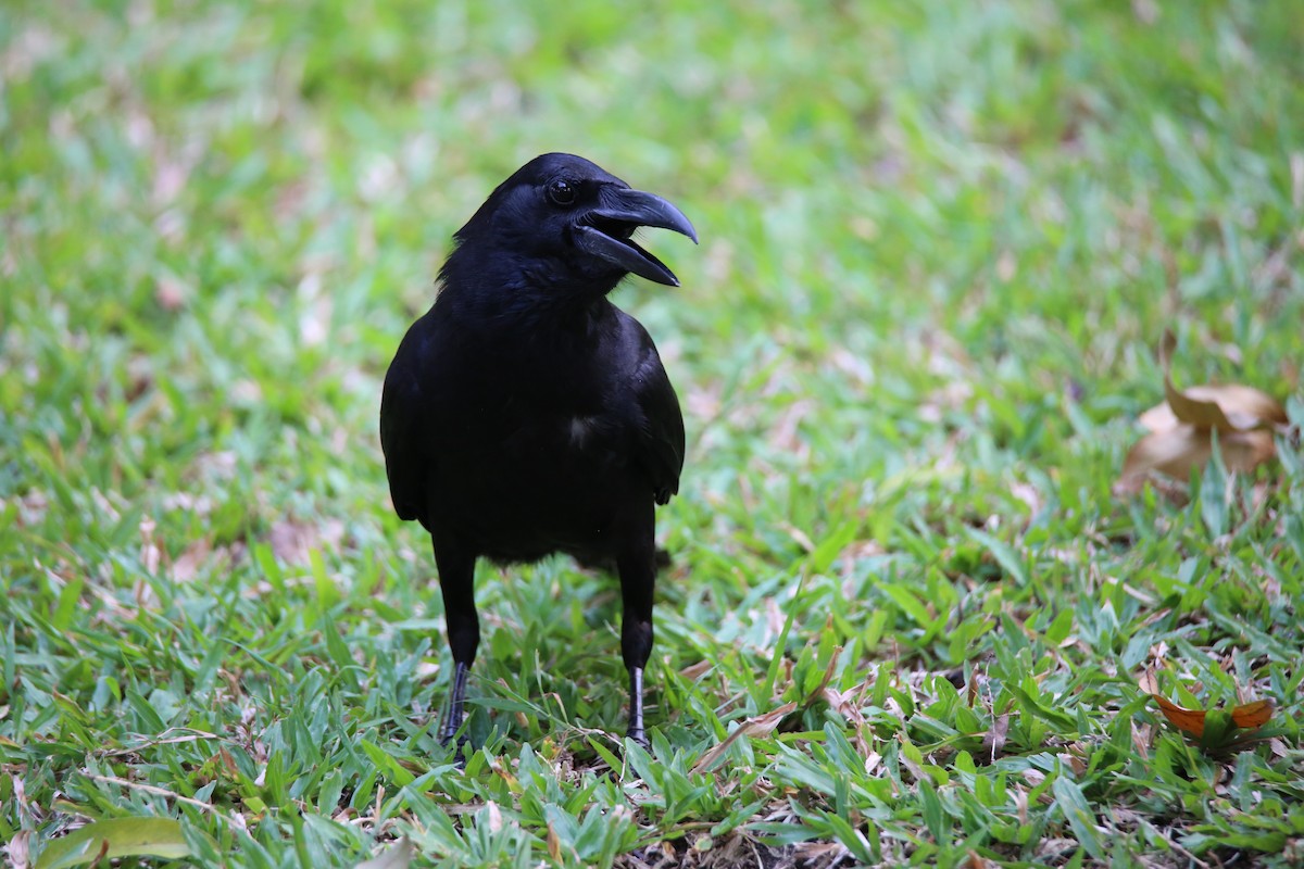 Large-billed Crow - ML615779019
