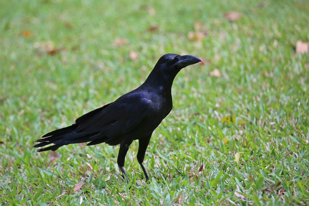 Large-billed Crow - ML615779020