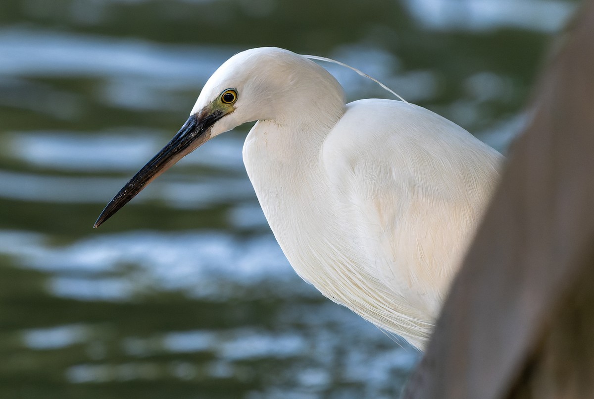 Little Egret - ML615779049