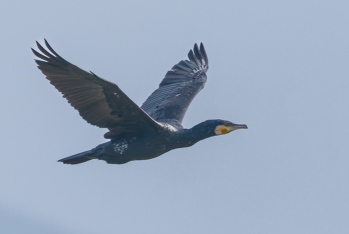 Great Cormorant - ML615779052