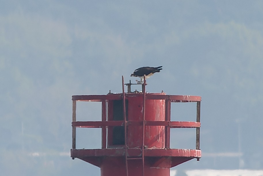 Osprey - ML615779055