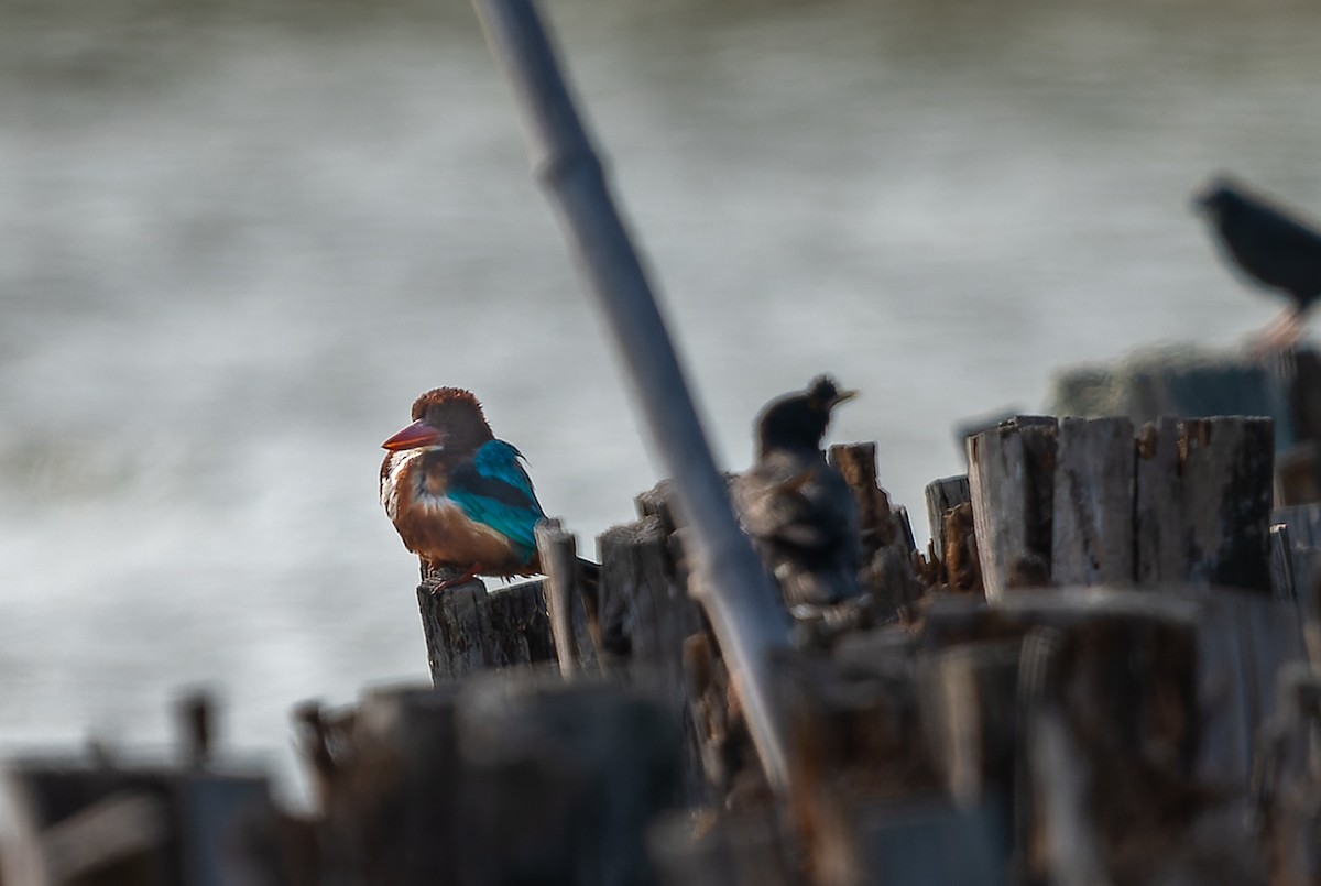 White-throated Kingfisher - ML615779056