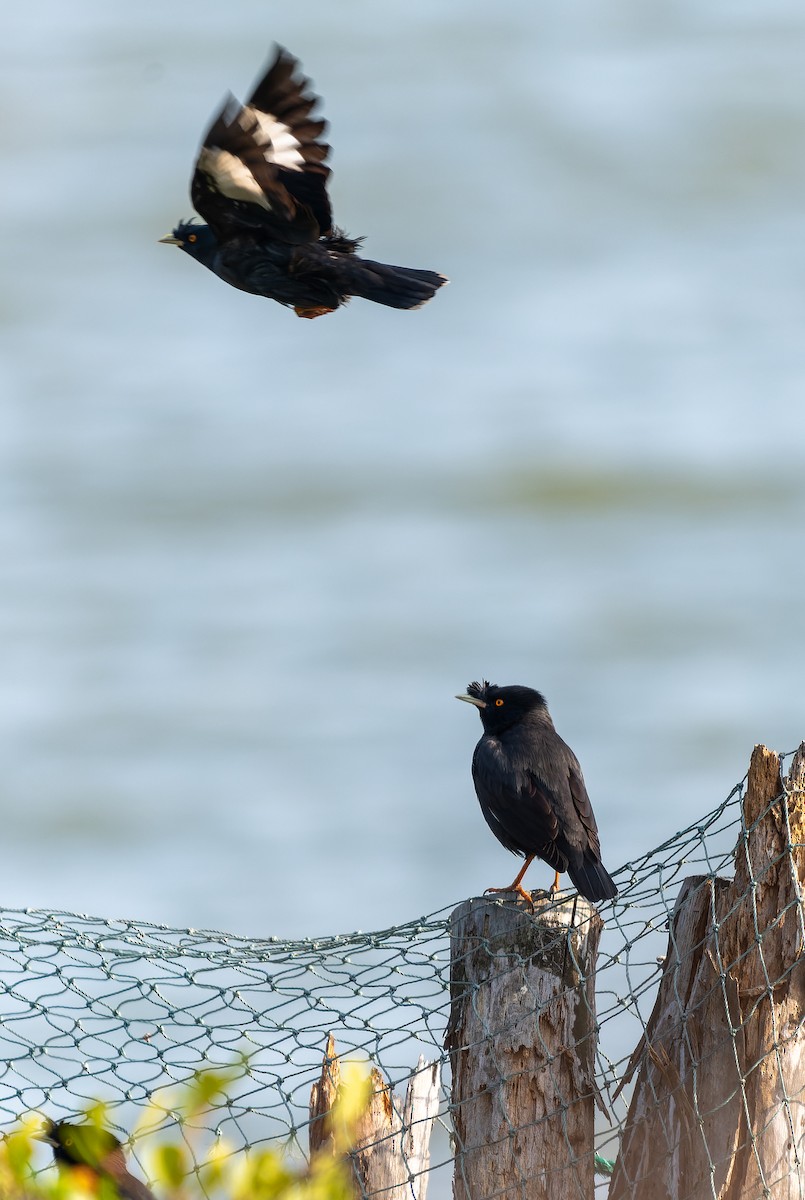 Crested Myna - ML615779057