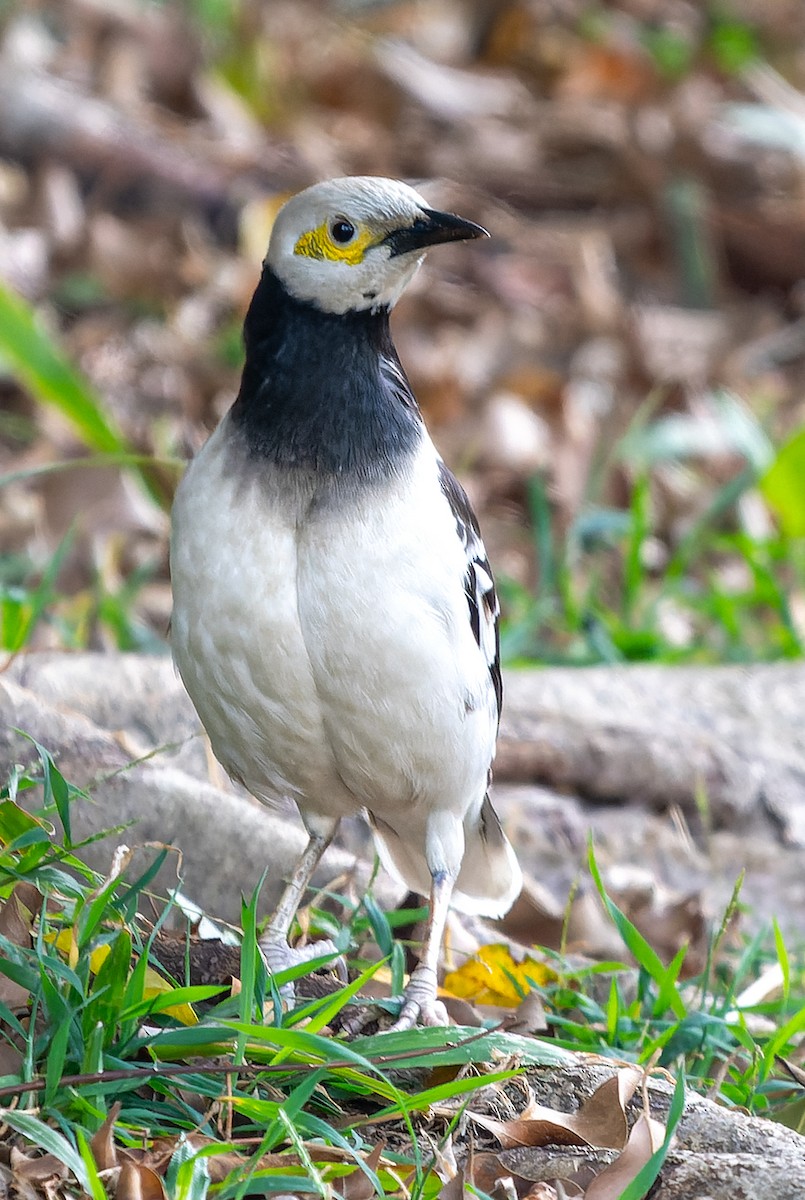 Black-collared Starling - ML615779060