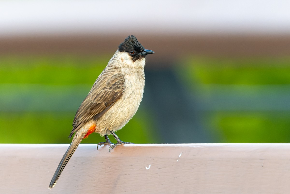 Sooty-headed Bulbul - ML615779061
