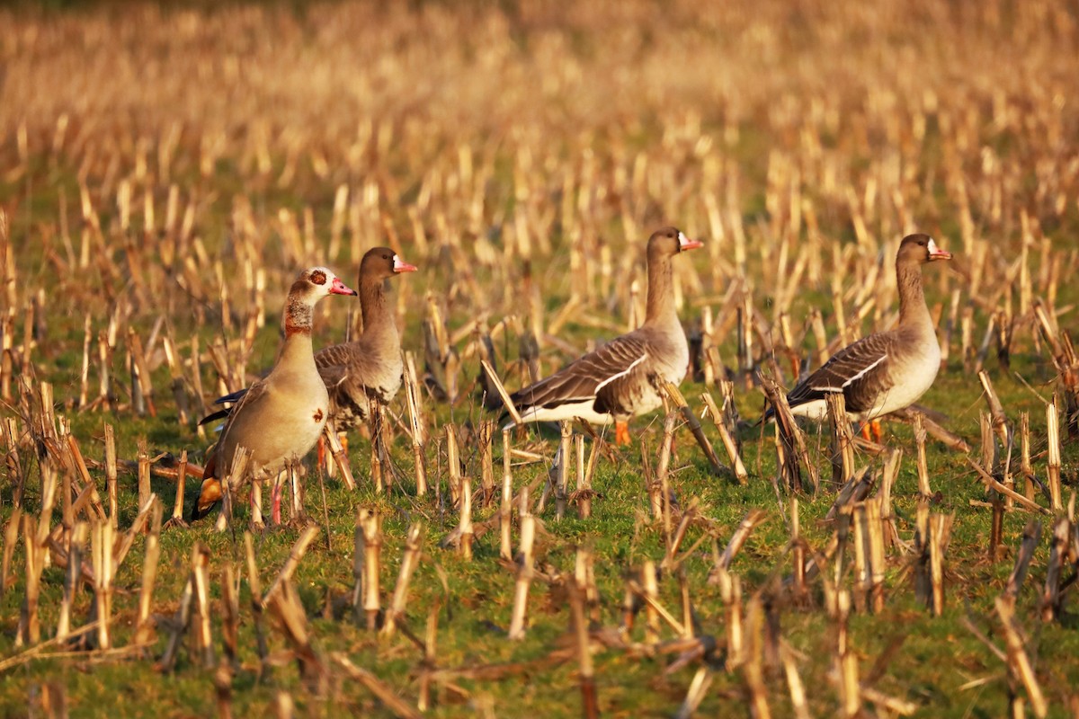 Greater White-fronted Goose - ML615779064