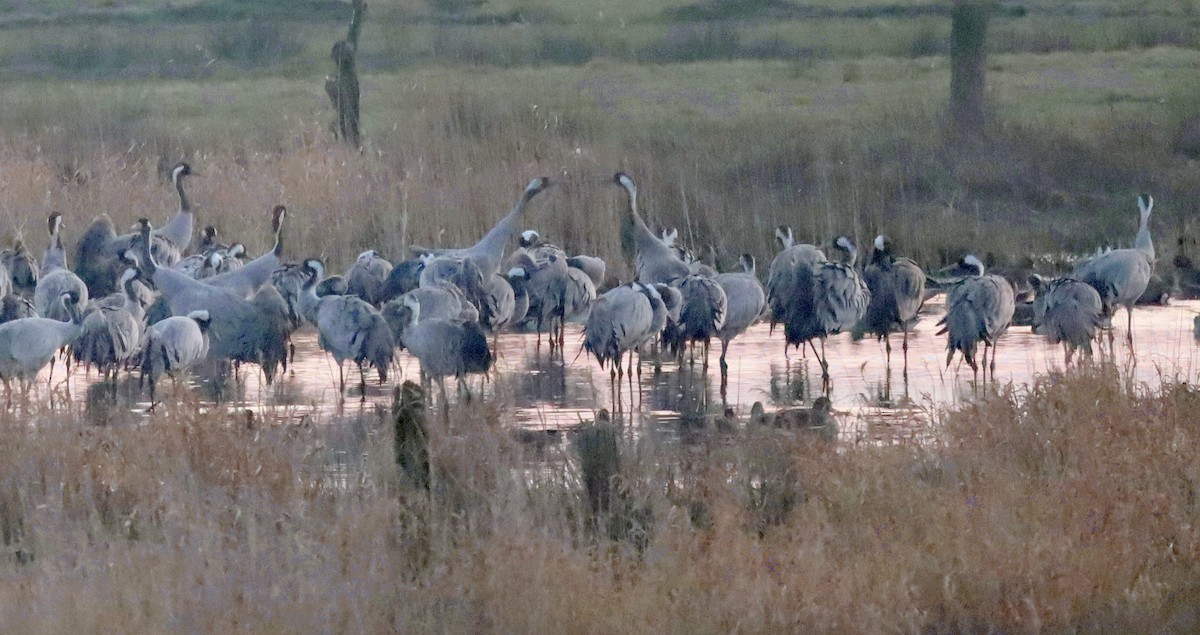 Common Crane - Reinhard Walther