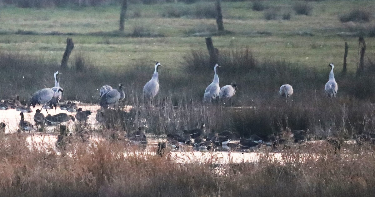 Common Crane - Reinhard Walther