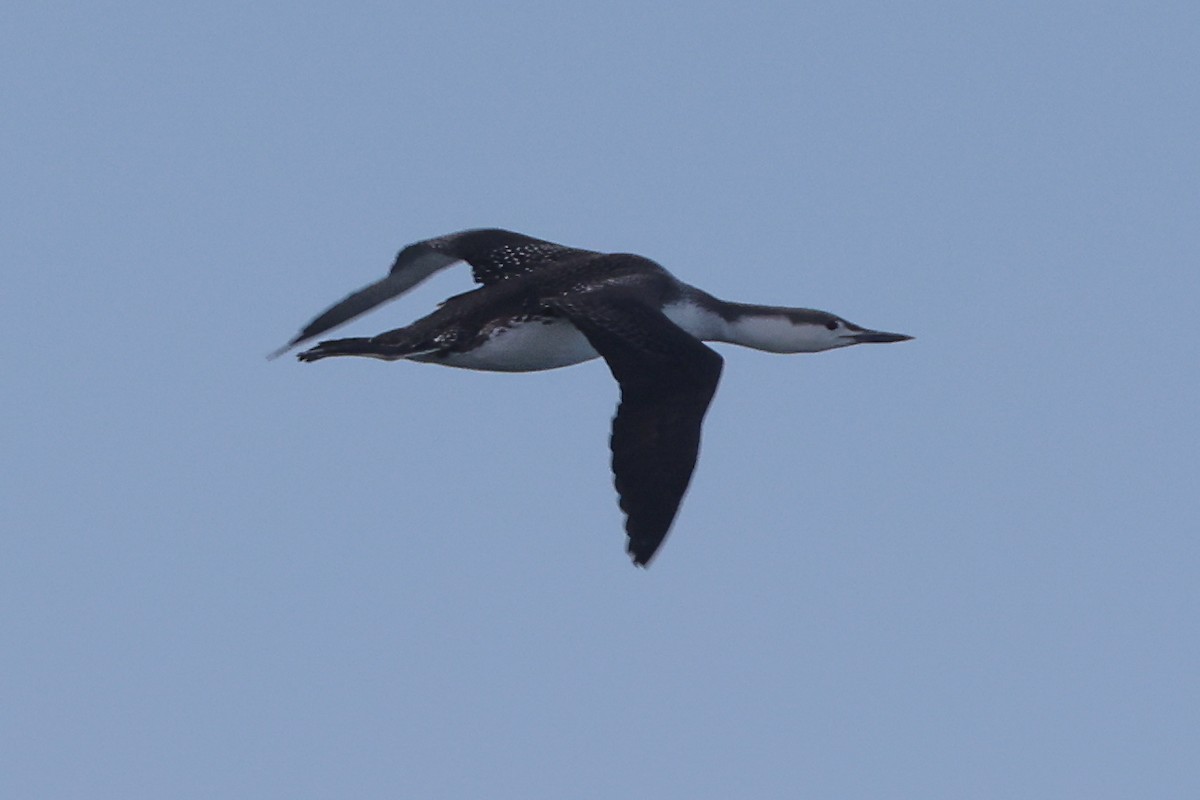 Red-throated Loon - ML615779073