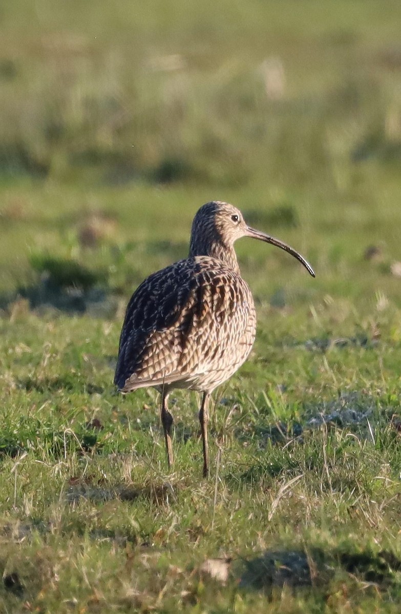 Eurasian Curlew - ML615779074