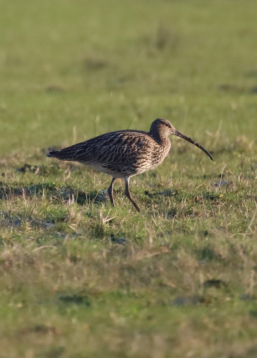 Eurasian Curlew - Reinhard Walther