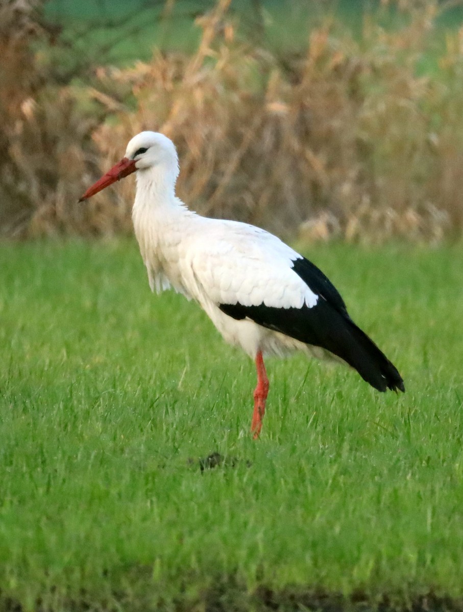 White Stork - Reinhard Walther