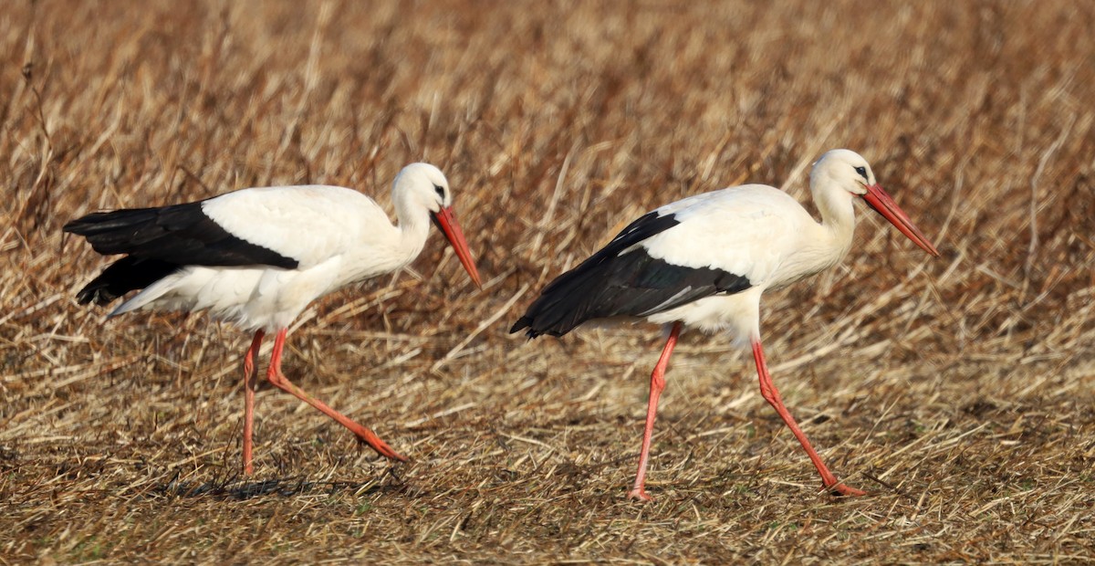 White Stork - Reinhard Walther