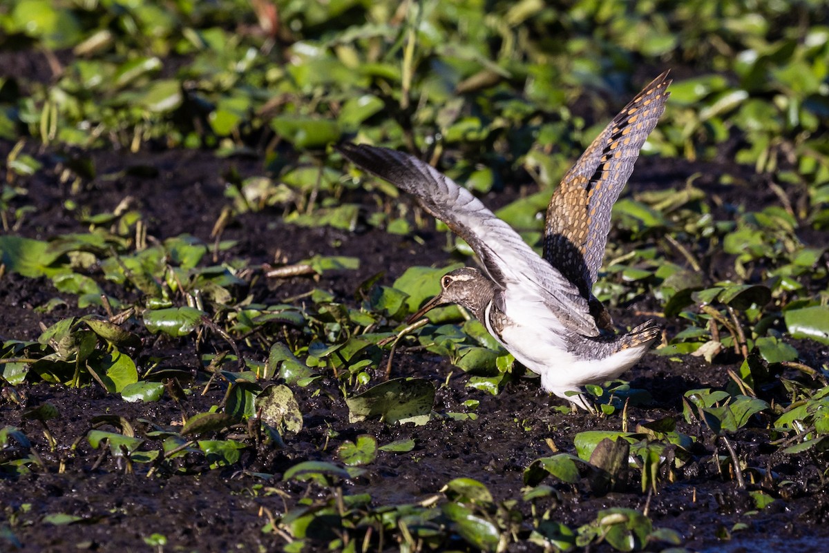 Australian Painted-Snipe - ML615779196