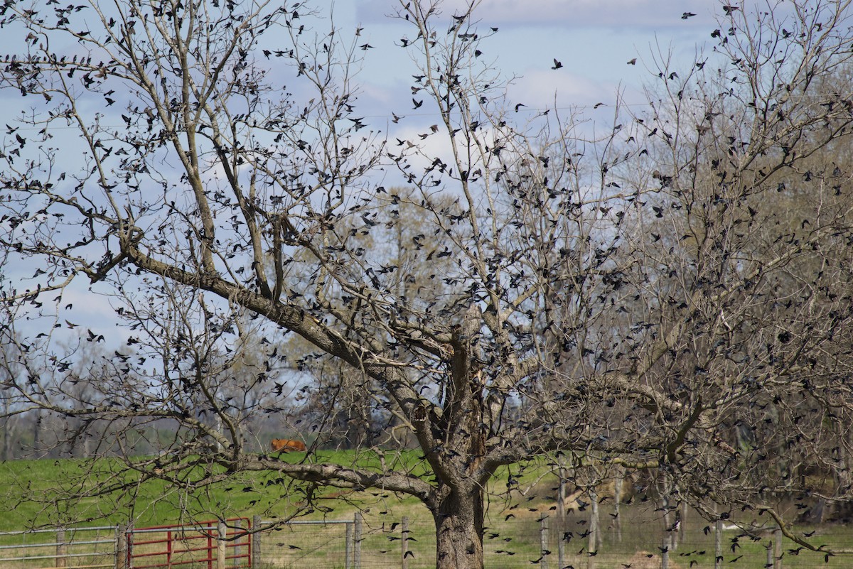 Brown-headed Cowbird - Tibbett Speer