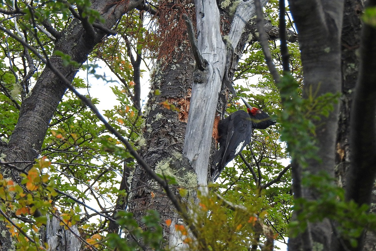 Magellanic Woodpecker - ML615779292