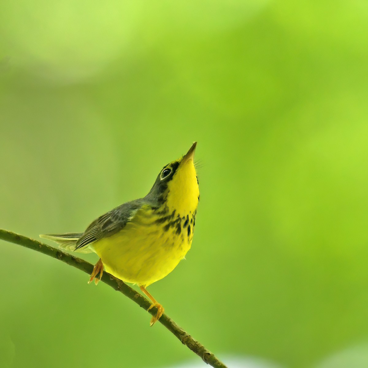 Canada Warbler - ML615779379