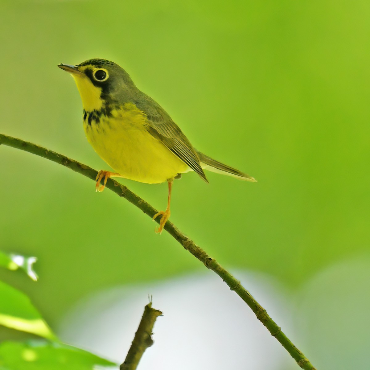 Canada Warbler - ML615779380