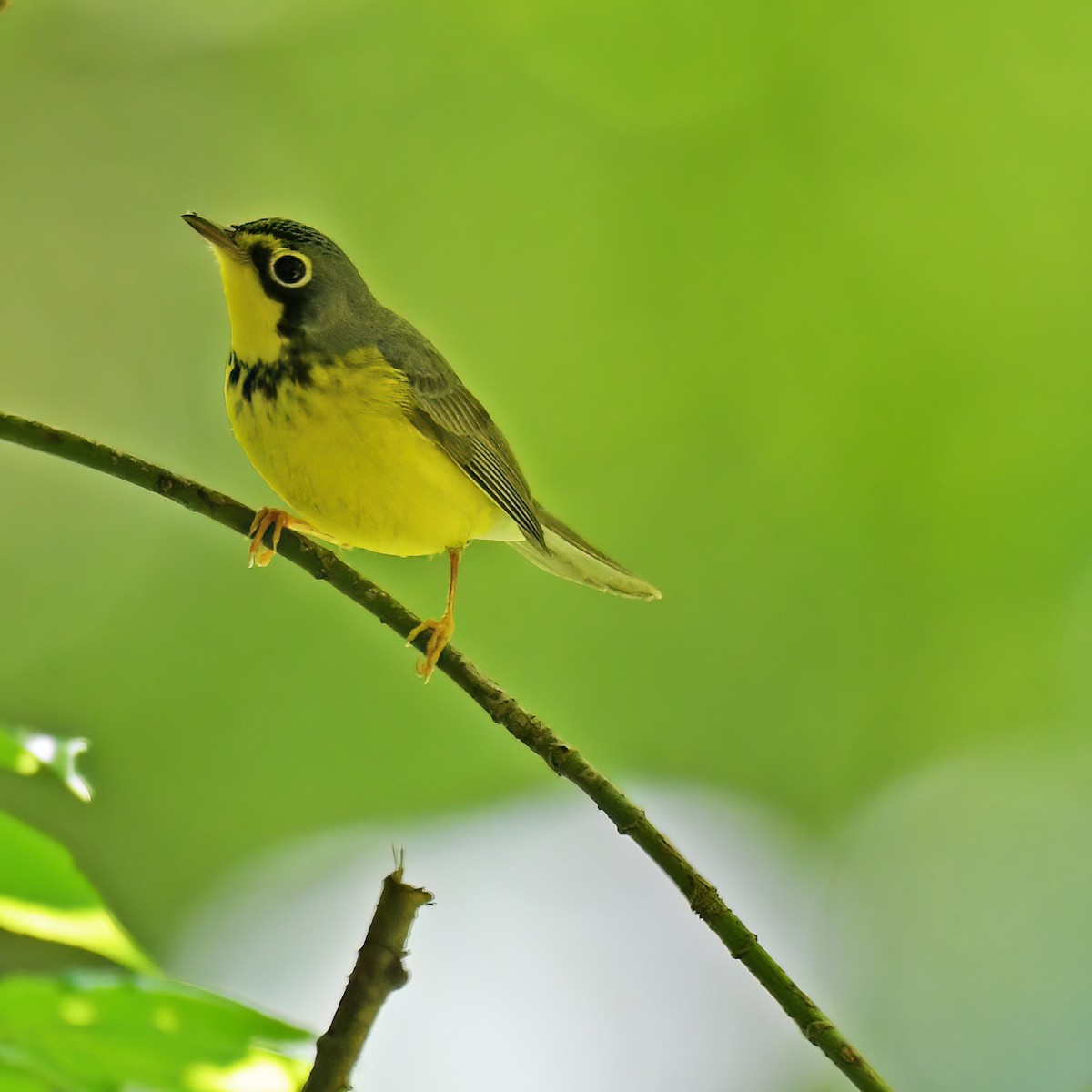 Canada Warbler - ML615779381