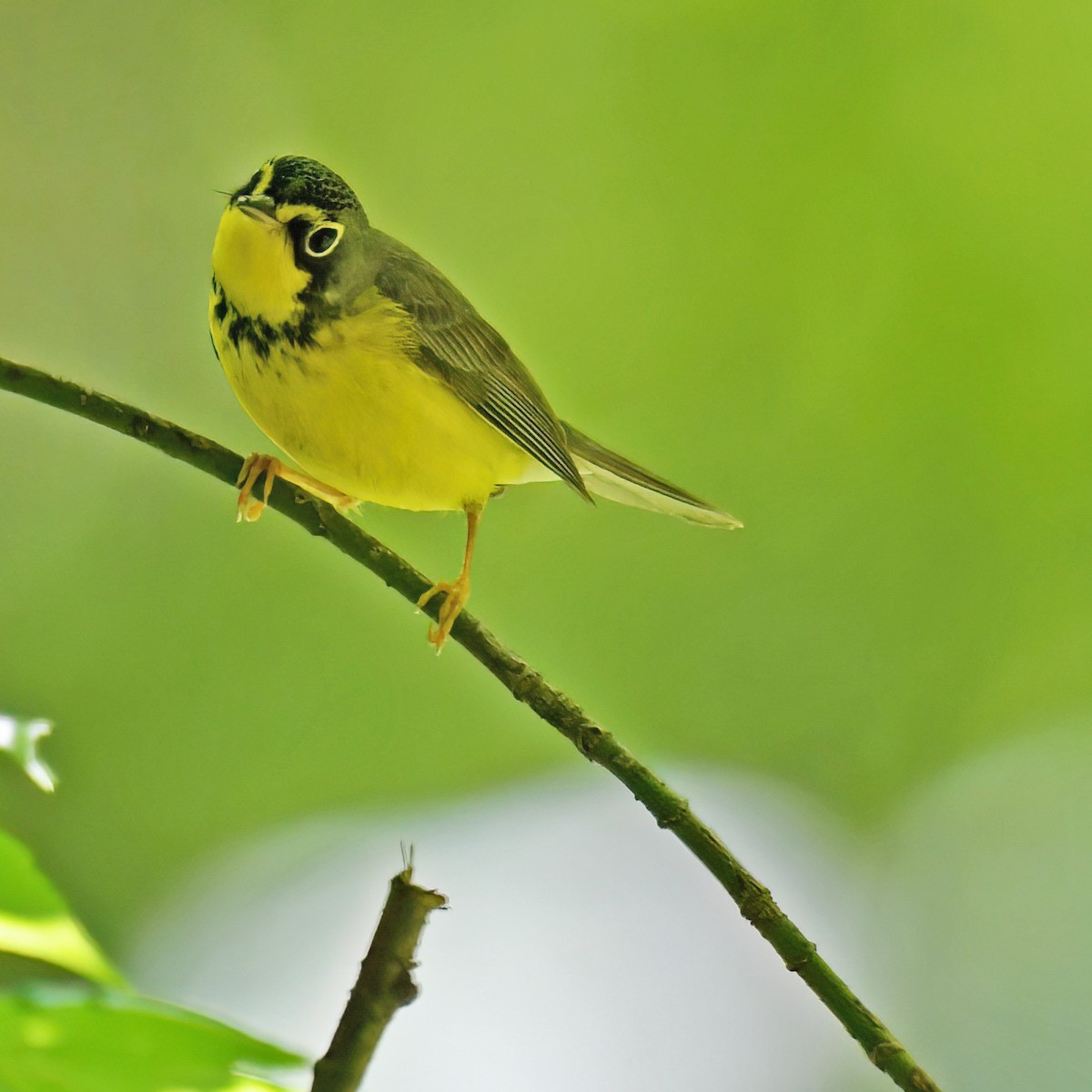 Canada Warbler - ML615779382