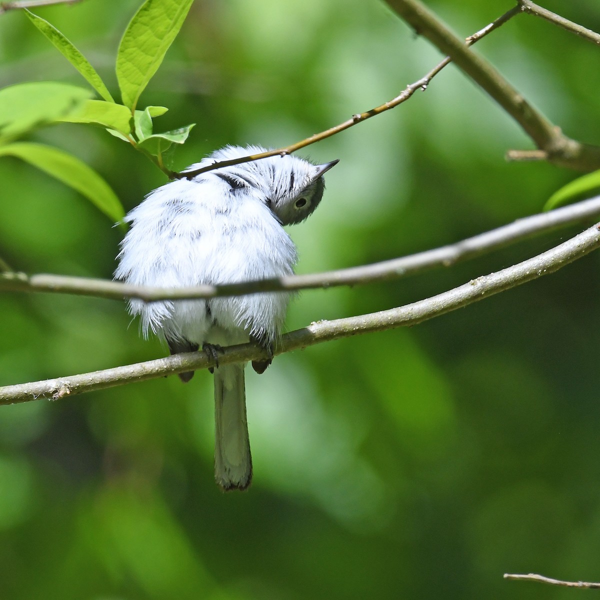 Blue-gray Gnatcatcher - ML615779389