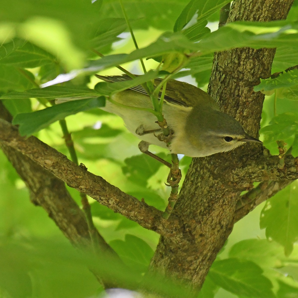 Tennessee Warbler - ML615779398