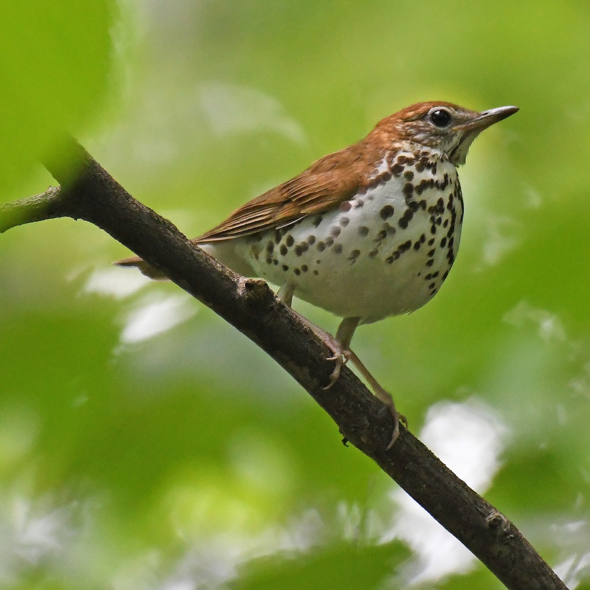 Wood Thrush - ML615779405