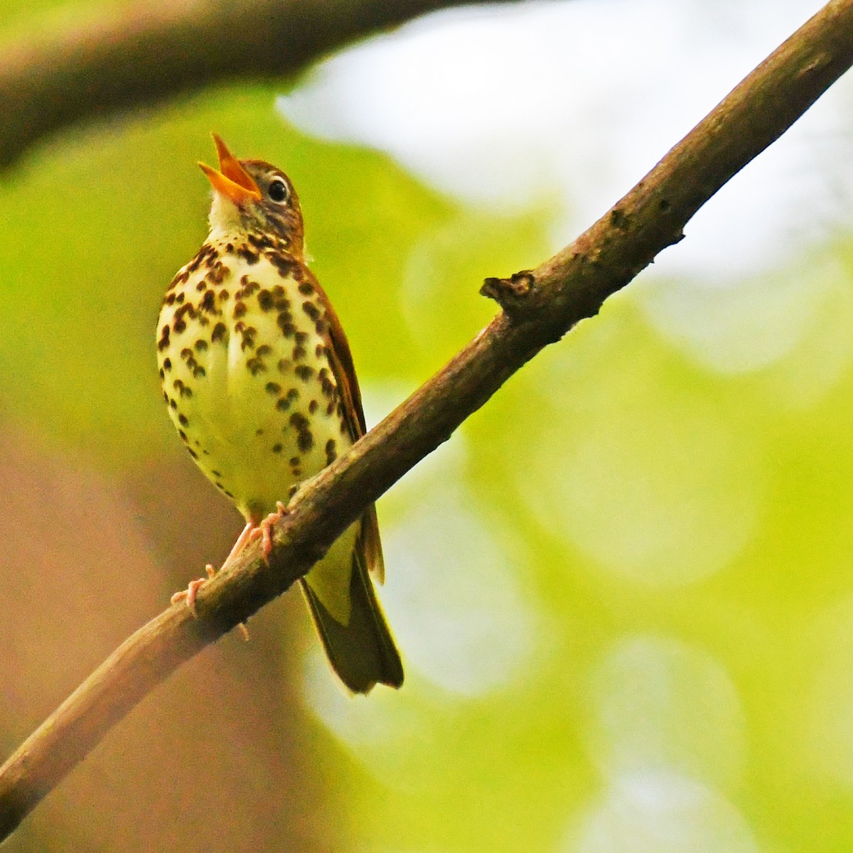 Wood Thrush - ML615779408