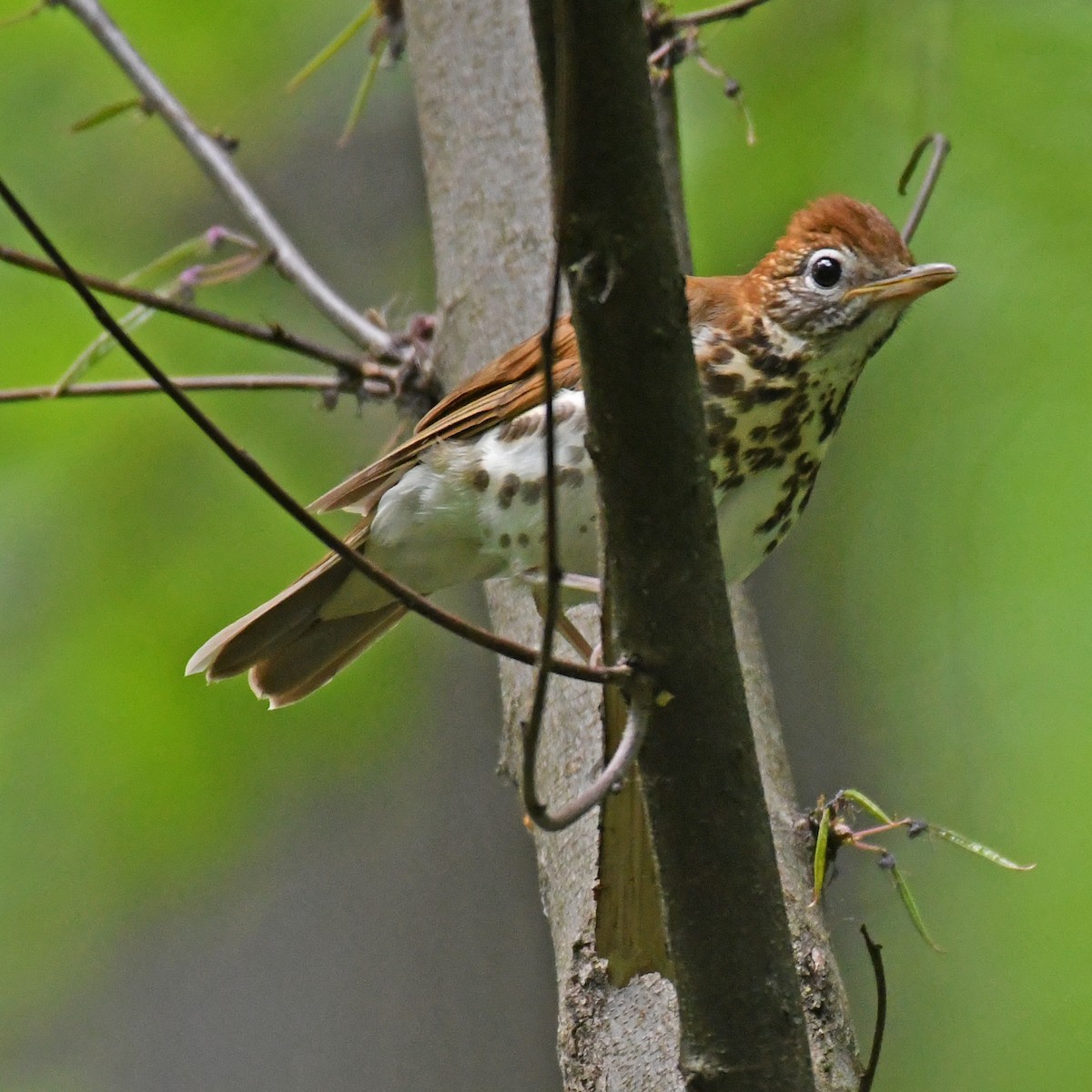 Wood Thrush - ML615779411