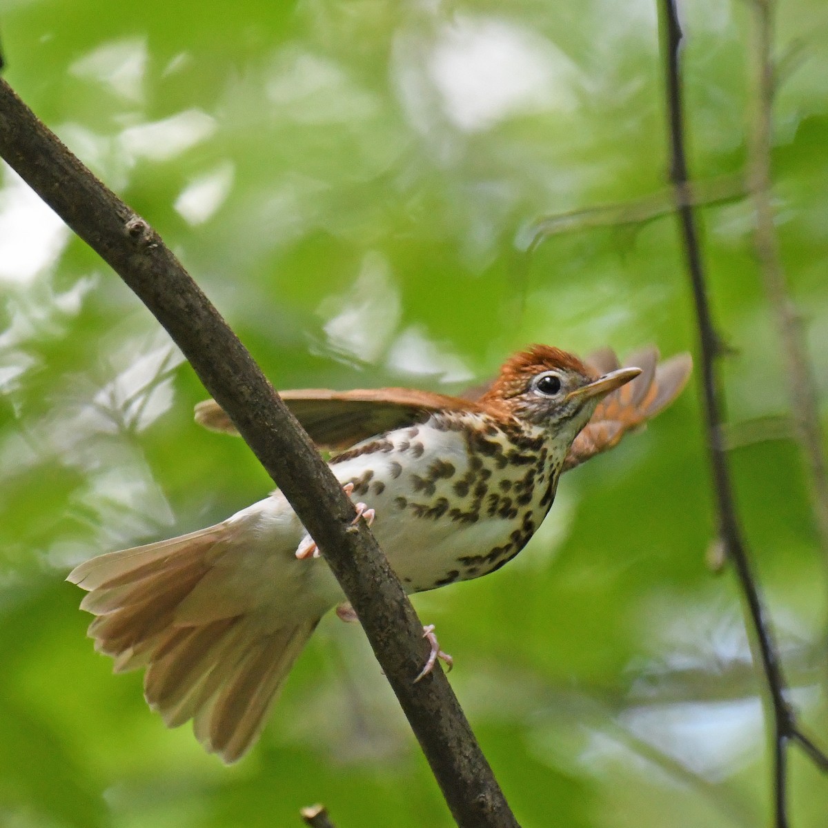 Wood Thrush - ML615779413